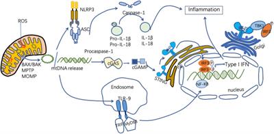 Mitochondrial DNA Release Contributes to Intestinal Ischemia/Reperfusion Injury